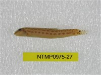 藏品(中華鰍)的圖片